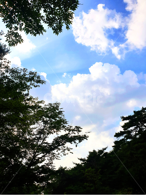 자연,nature,outdoors,옥외,weather,날씨,하늘,sky,구름,cloud,나무,tree,자연,풍경,nature,landscape,식물,plants,나무,trees,wood