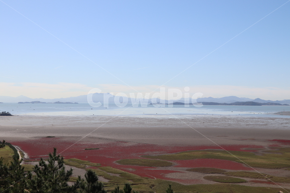 scenery,풍경,nature,자연,outdoors,옥외,식물,순천만,갯벌