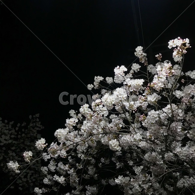 밤,벚꽃,꽃,밤벚꽃,봄,4월,cherryblossom,체리블라썸,봄밤