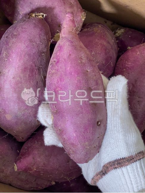 chestnut sweet potato,sweet potato,snack,skin,box,Chestnut flavor,vegetable,anticancer,seasonal food,harvesting,healthy food,cotton gloves,ingredients,9yearold crop,nutritious food,diet,hand,fiber,washed,Fresh sweet potatoes,mart,food ingredients,cooking 