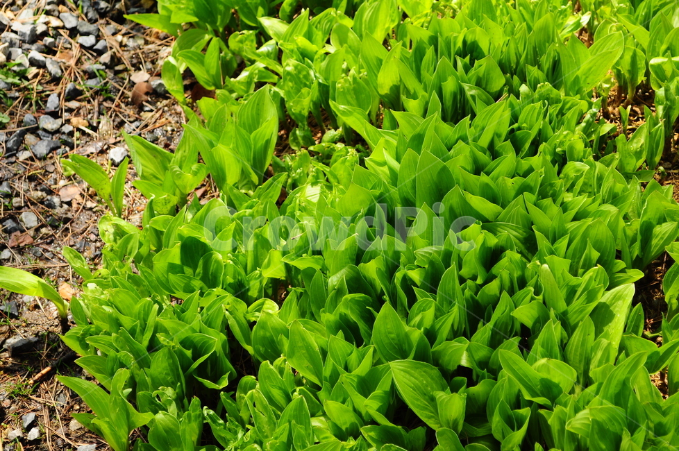새싹,초록잎,잎,잎파리,잎사귀,식물,자연,plants,nature