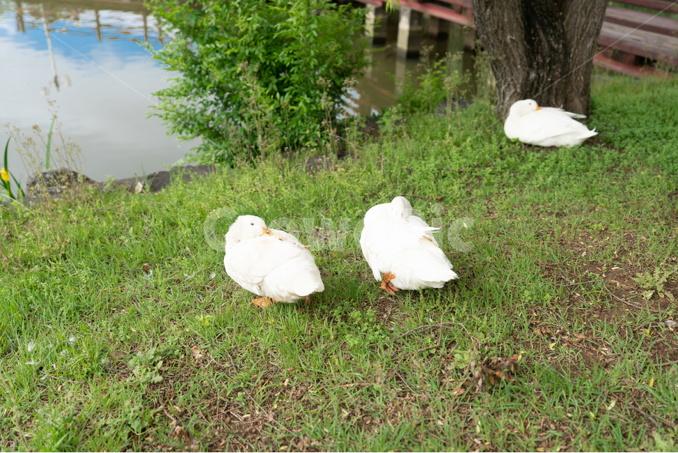 오리,호수,물,풀,나무,공원,duck,lake,water,plant,tree,식물,동물,animal,조류,새,birds