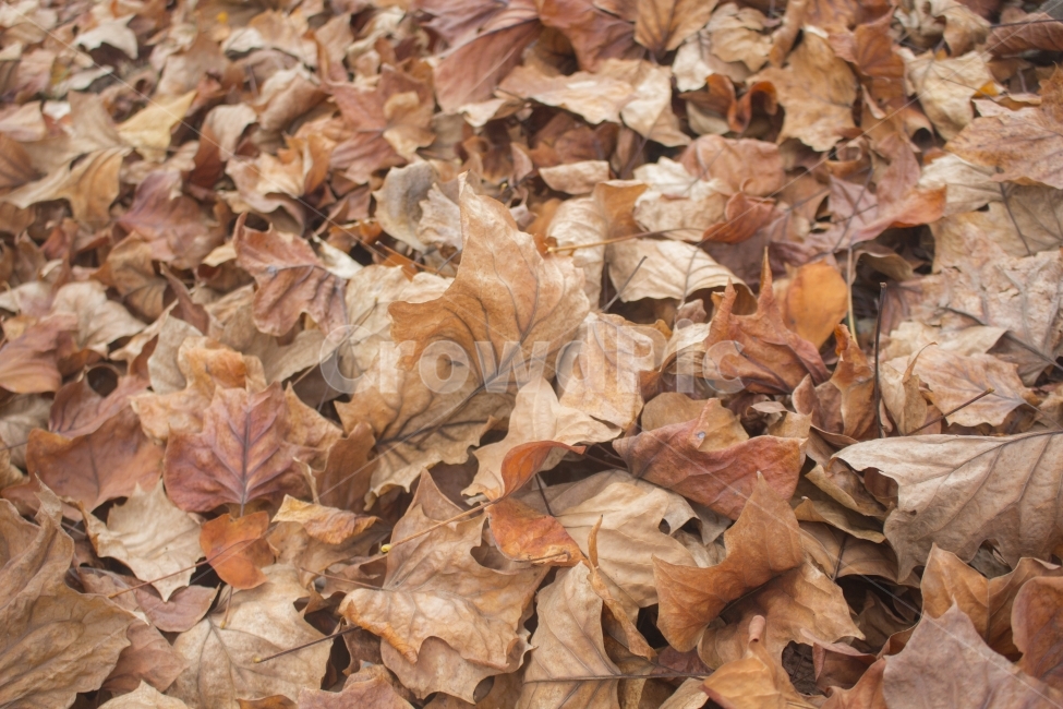 낙엽,갈색,단풍,바닥,나뭇잎,잎,이파리,가을,계절,fall,autumn,season,식물,자연,plants,nature,leaf,plant,tree,나무