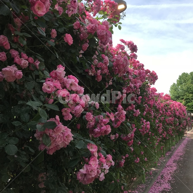 꽃길,꽃,장미,안젤라,rose,flower,garden,정원