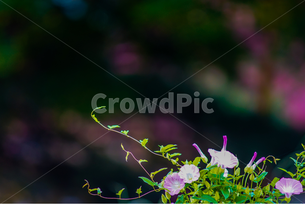 야생화,나팔,꽃,식물,넝쿨식물,자연,식물,자연,plants,nature,꽃,flower