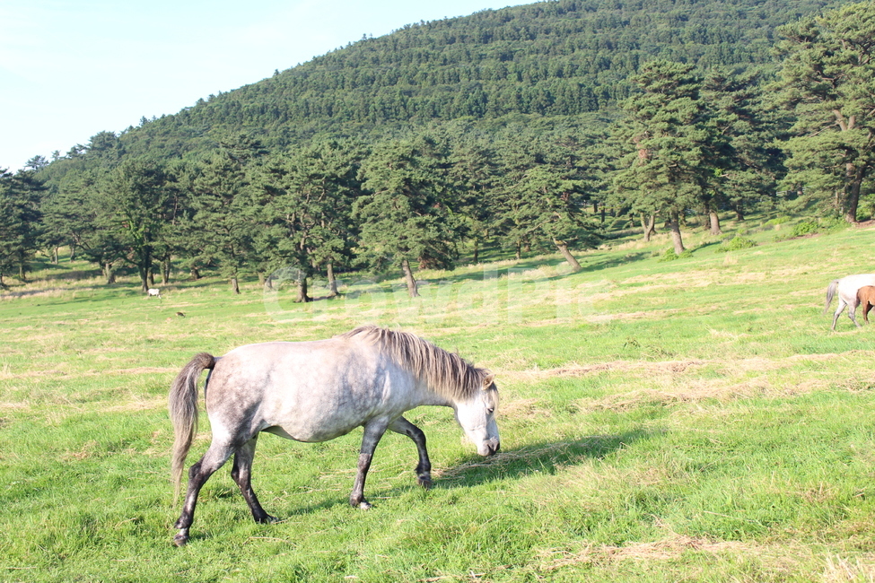 말,제주도,동물,평화,horse,jeju,동물,animal,포유류,mammal