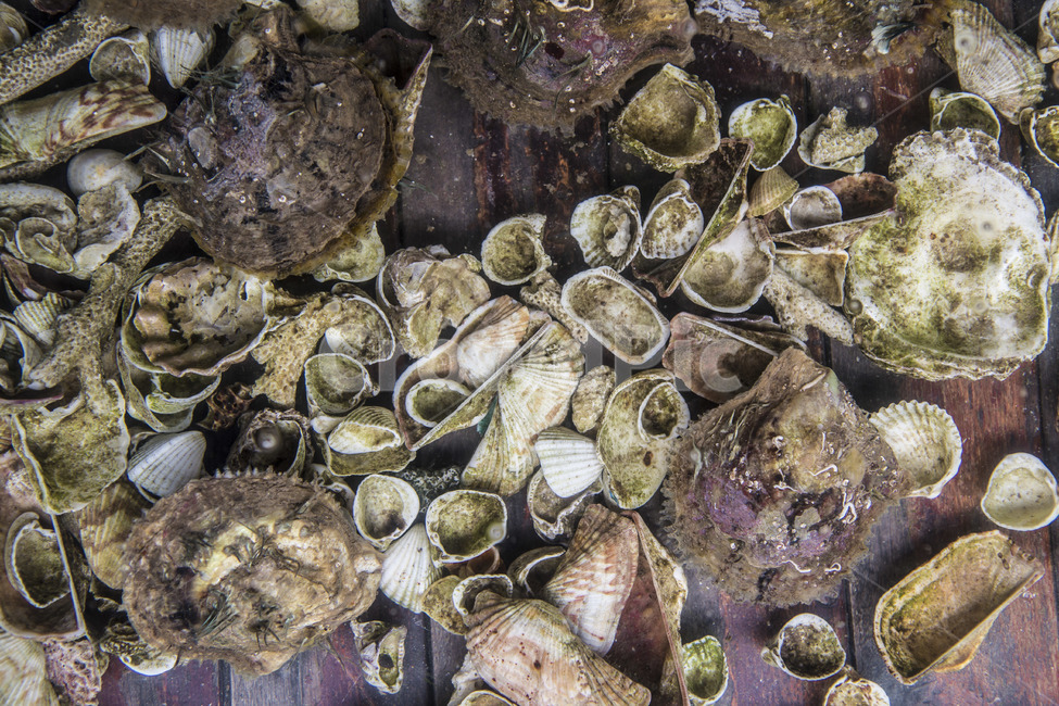 조개,shell,해산물,seafood,어패류