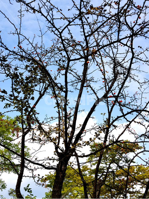 nature,자연,azuresky,푸른하늘,sky,outdoors,하늘,옥외,가을하늘,tree,나무,plant,식물,자연,풍경,nature,landscape,tree trunk,나무 줄기