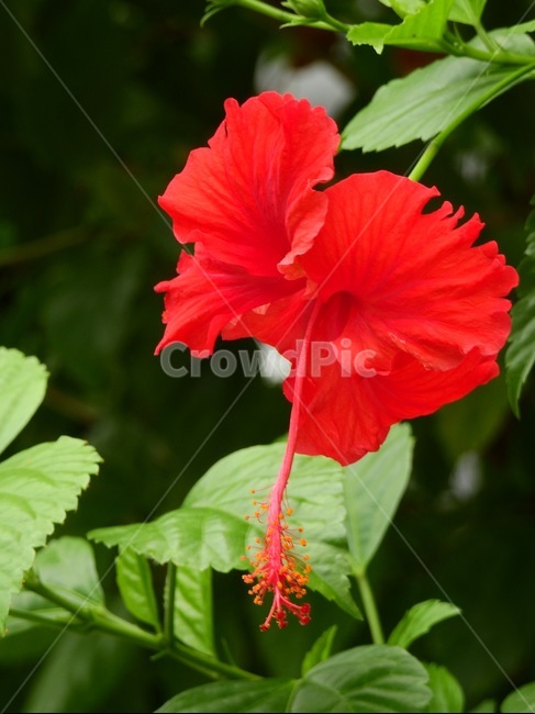 히비스커스,무궁화,식물,자연,꽃,plants,tree,nature,flower