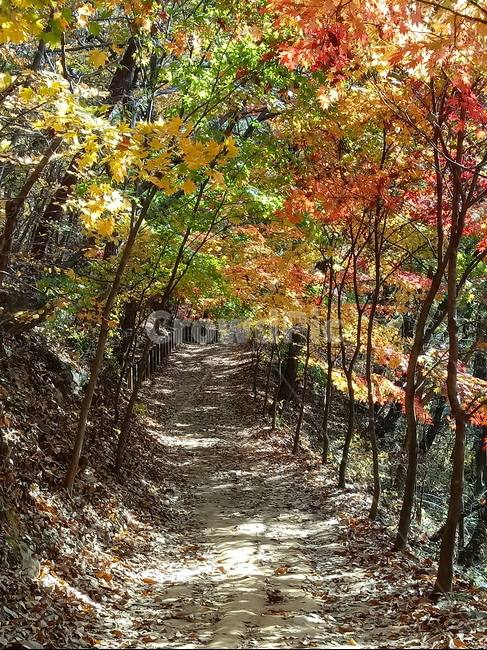 낙엽,단풍,落葉,leaves,나뭇잎,단풍나무,식물,maple,낙엽활엽관목,잎,계절,가을,자연,풍경,outdoors,옥외,fallautumnseason,naturelandscape,풍경사진,길,산길,산책로,등산로,가을,계절,fall,autumn,season,leaf,plant,tree,나무