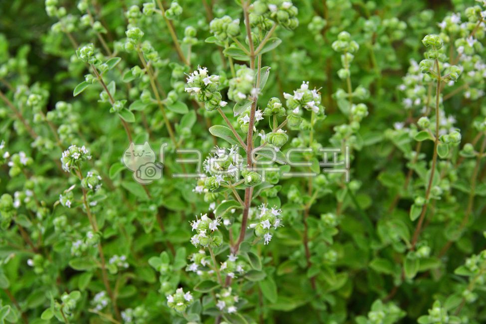 허브, 마조람, 아로마테라피, herbs, 약용식물, 사진,이미지,일러스트,캘리그라피 - space작가