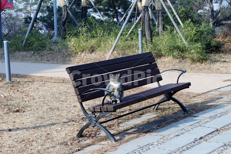올림픽공원,고양이,대기,야옹이,벤치,올팍,공원,동물,animal,포유류,mammal,고양이,cat,kitten,kitty