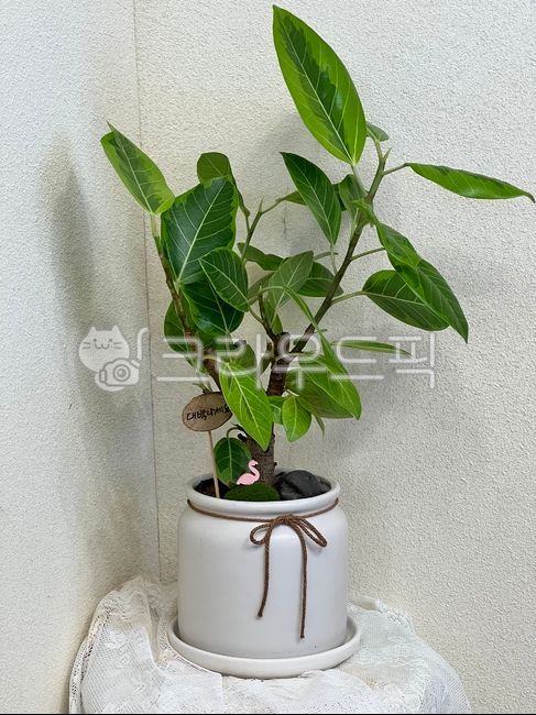 화분,식물,leaf,잎,대박나세요