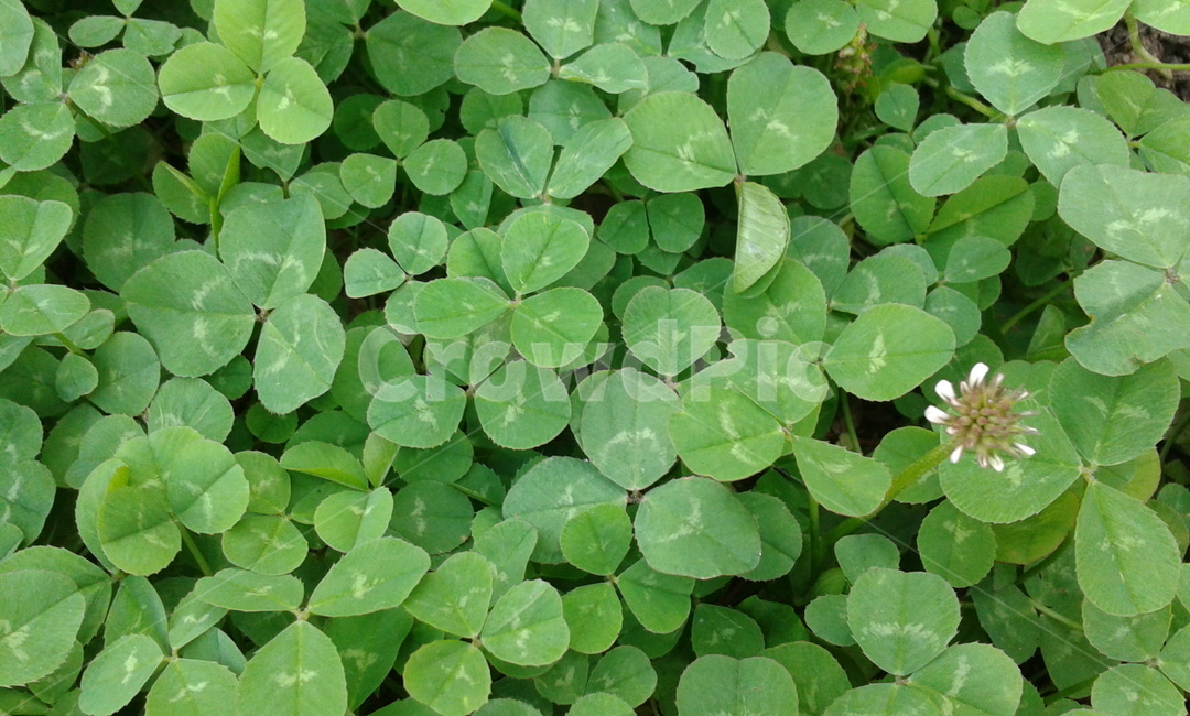 plant,식물,leaf,잎,green,초록,토끼풀,행복,세잎클로버,식물,자연,plants,nature