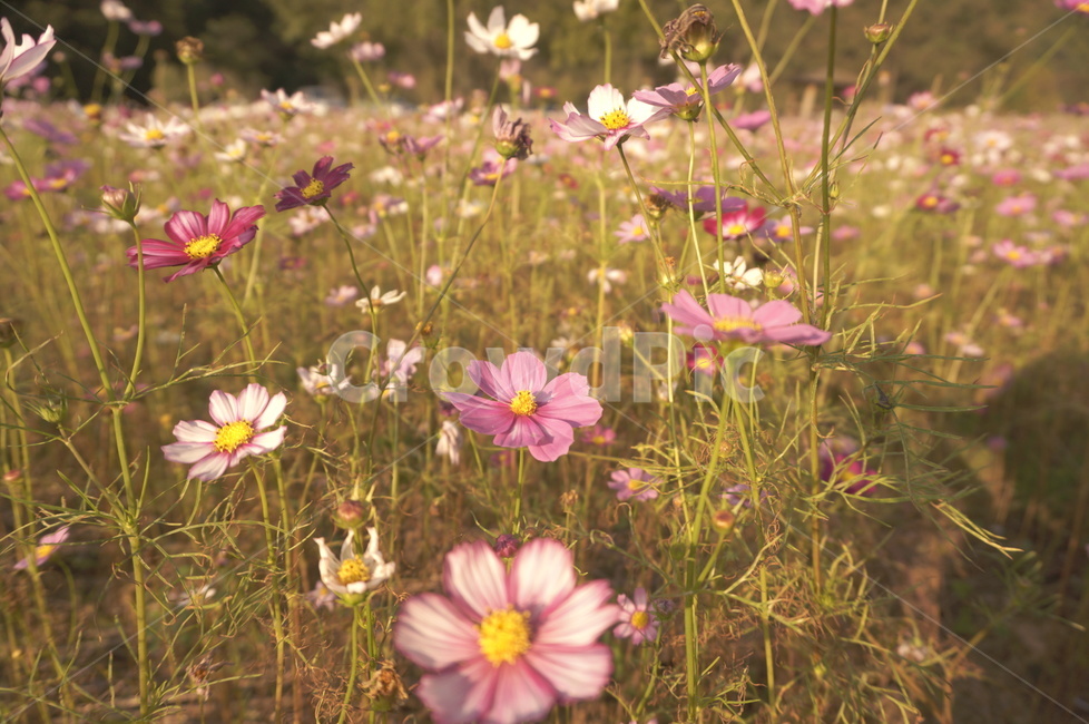 plant,식물,blossom,anemone,아네모네,flower,코스모스,식물,자연,plants,nature,꽃,flower