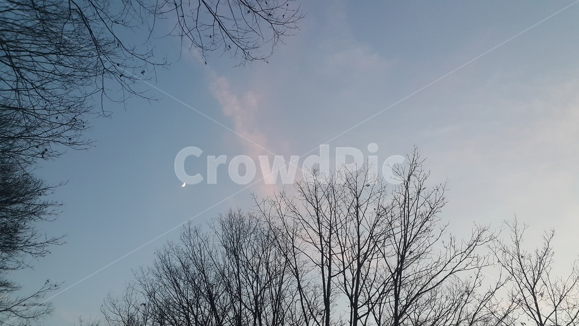 nature,자연,하늘,달,나무,오후