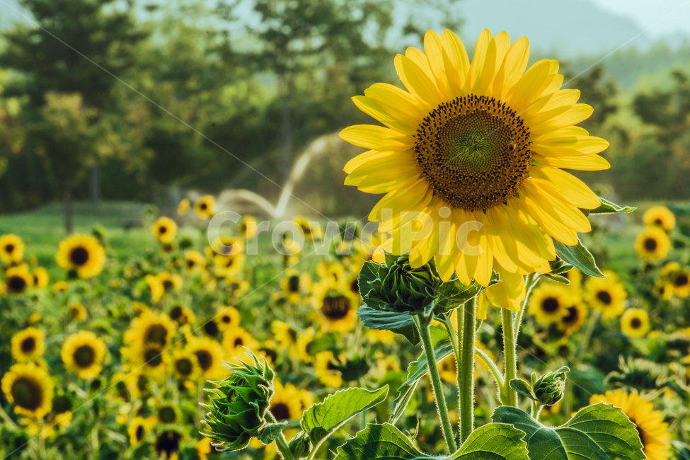green,sun,sunflower,flower,Field,sunlight,lens flare,Freshness,gay