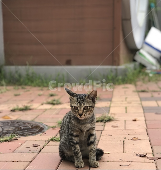 cat,고양이,pet,animal,동물,mammal,포유류,앉음,동물,animal,포유류,mammal,고양이,cat,kitten,kitty