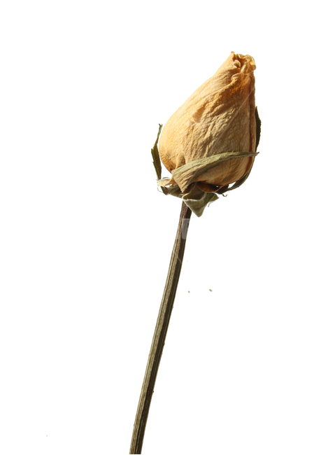 꽃,장미,로즈,장미꽃,플라워,드라이,드라이플라워,말린,말려놓은,마른,노란색,노랑,옐로우,말린장미,식물,자연,flower,dry,dried,dryflower,yellow,green,rose,줄기,dryrose,plant,nature,꽃봉우리,봉우리,흰배경,꽃,flower,누끼,remove background