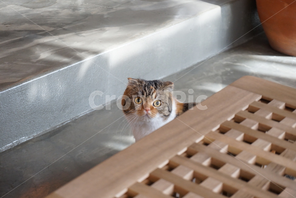 Pets,scottish fold,cat,pet