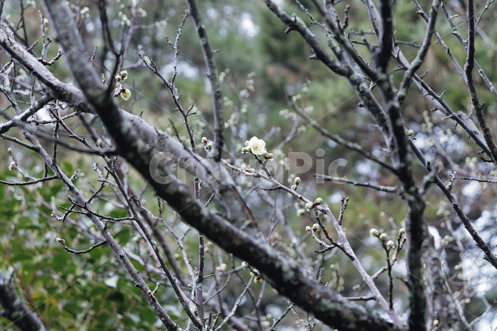 새싹,봄,꽃,초봄,계절의시작,식물,자연,plants,nature
