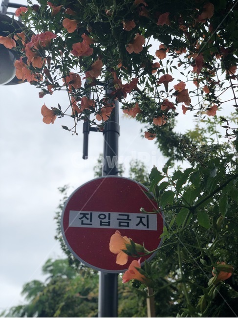 진입금지,금지,꽃,자연,감성,표지판,안내