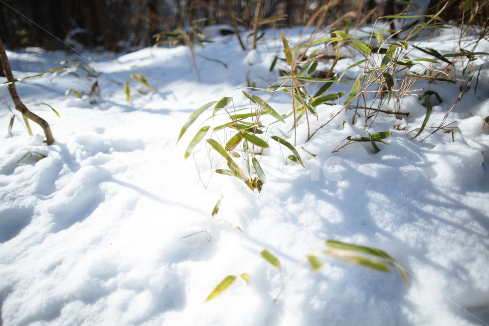 겨울,눈,스냅,감성,풍경,겨울,계절,winter,season,식물,자연,plants,nature
