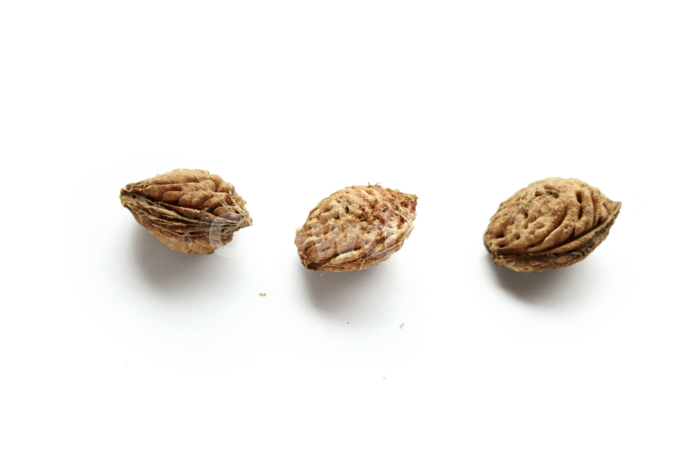 복숭아씨,복숭아씨앗,씨앗,씨,갈색,자연,말린,brown,dry,natural,nutshell,peach,peachseed,peachstone,seed,walnut,white,복숭아,누끼,remove background
