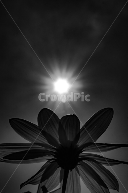 꽃,하늘,구름,자연,태양,cloudssky,clouds,rgbconcept,rgbcmyk,rgbcolors,rgb,srgb,design,landscape,nature,color,light,sun,sky,flower,검정,black,식물,자연,plants,nature,꽃,flower,흑백,모노톤,monochrome,black and white