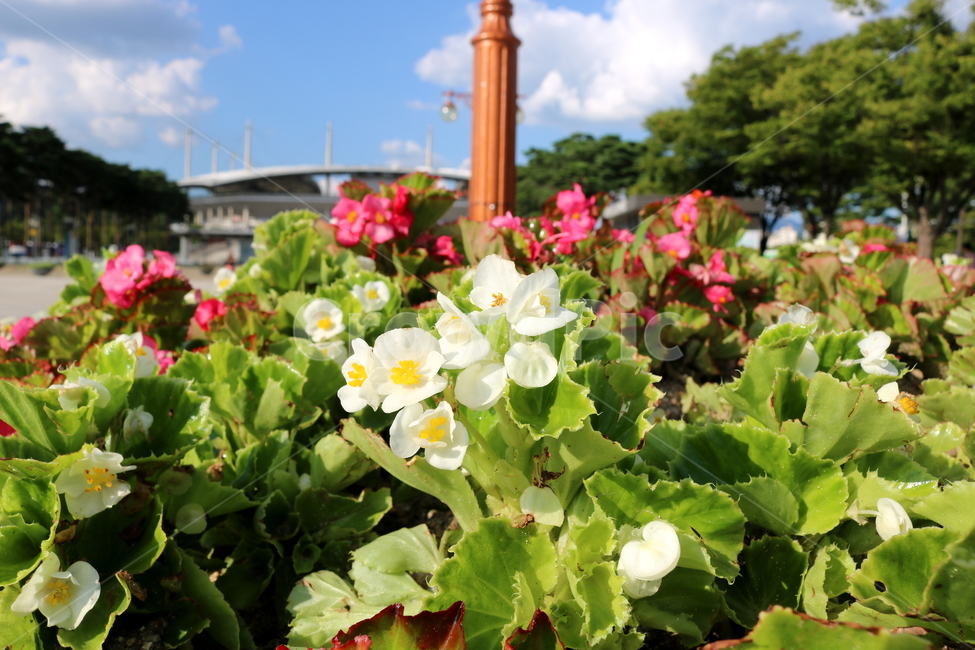 베고니아,꽃,베고니아꽃,식물,사철베고니아,사계절,식물,자연,plants,nature,꽃,flower