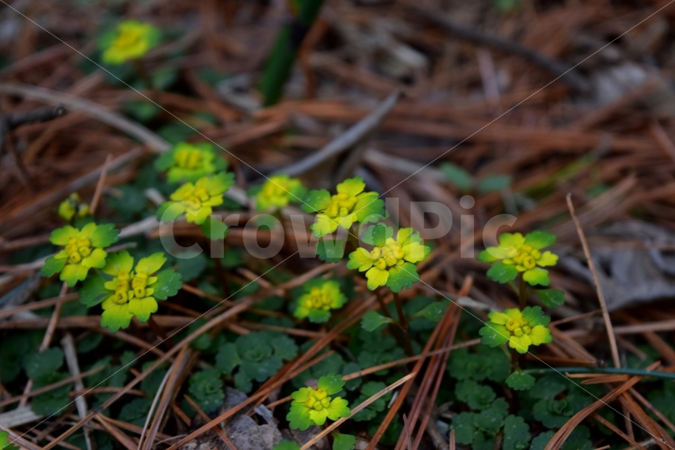 금괭이눈,봄,야생화,꽃,청태산,강원도,봄꽃,고산야생화,감성,wildflower,산꽃,봄야생화,계곡,이끼,꽃말,골짜기의황금,변하기쉬운마음,식물,자연,식생,생태,범의귀과,괭이눈속,식물,자연,plants,nature,꽃,flower