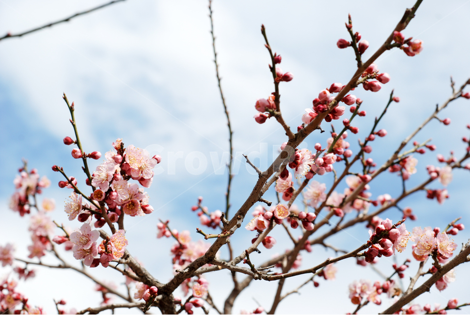 봄,꽃,봄배경,매화,봄꽃,분홍색,파란색,하늘,나무,flower,spring,꽃나무,식물,봄날,매화축제,계절,자연,예쁜,꽃축제,꽃망울,봄,계절,spring,season,식물,자연,plants,nature,꽃,flower,plant,blossom