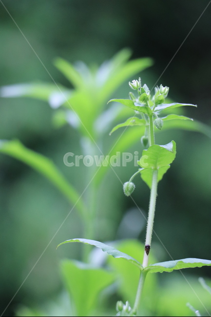 풀잎,야생화,오월,초록색,길가,아침,비오는날,식물,자연,plants,nature,꽃,flower