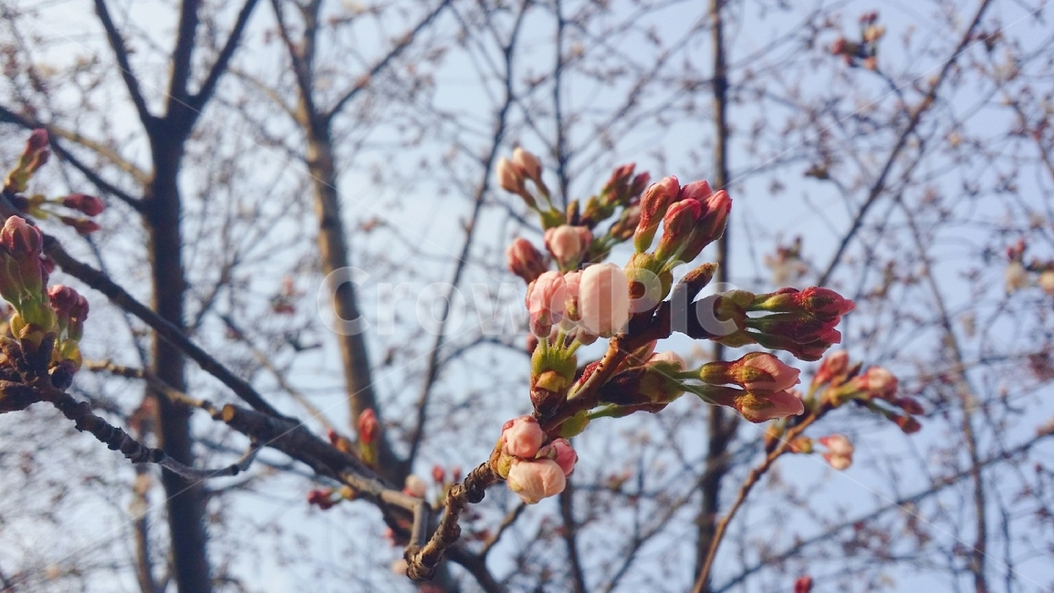 꽃,flower,꽃봉오리,꽃봉우리,벚꽃,벚꽃봉오리,벚꽃봉우리,4월꽃봉오리,4월벚꽃,3월벚꽃,봄,계절,spring,season,식물,자연,plants,nature,꽃,flower,plant,blossom,sprout,새싹,bud,싹