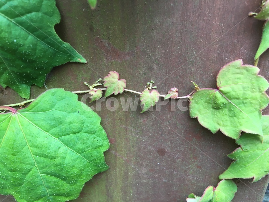 식물,덩쿨식물,잎사귀,잎,자연,초록,힐링,숲,여름,식물,자연,plants,nature