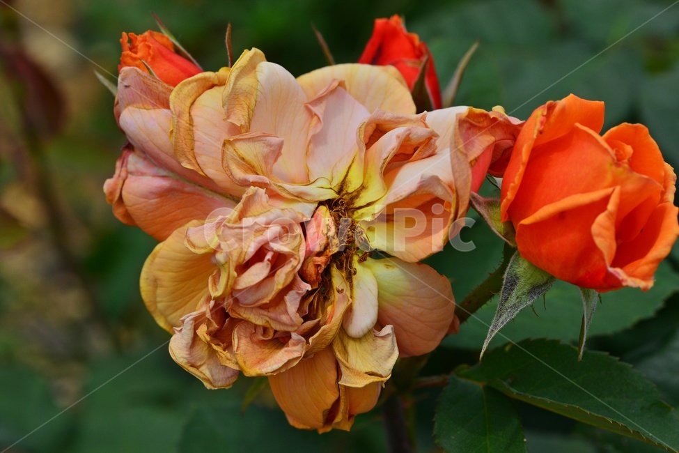 plant,식물,blossom,flower,꽃,rose,장미,식물,자연,plants,nature,꽃,flower