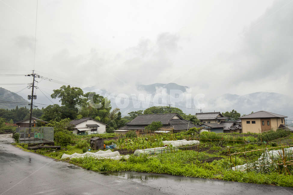 유후인,일본마을,시골마을,시골,풍경,자연,마을,벼,시골풍경,한적한,편안한,여유로운,농사,푸른,nature,landscape