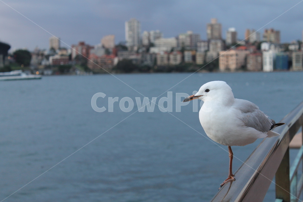 갈매기,seagull,animal,동물,bird,새,동물,animal,조류,새,birds