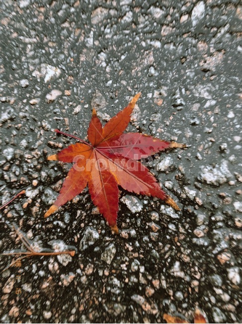 가을,낙엽,fall,leaves,rain,비,떨어진낙엽,단풍잎,단풍,가을,계절,fall,autumn,season,leaf,잎,plant,식물,tree,나무,maple