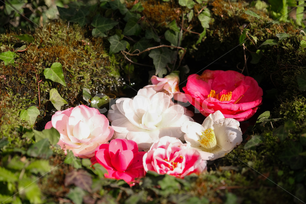 꽃,식물,자연,동백,동백꽃,plant,flower,blossom