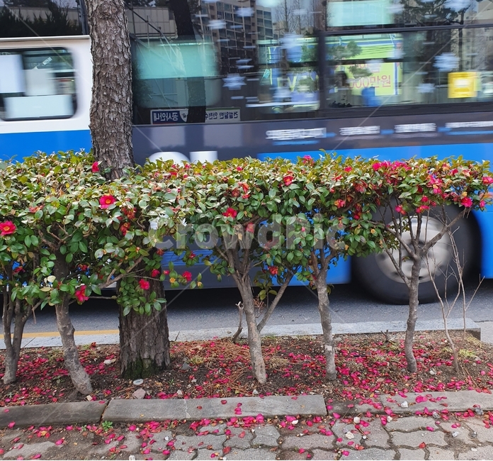 nature,자연,꽃,장미,봄,flower,옥외