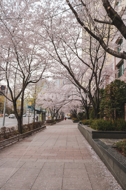 벚꽃,길,골목,벚꽃축제,도로,거리,꽃,아름다움