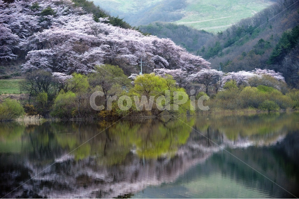 풍경,봄,자연,잔잔함,물가,아름다운,벚꽃,알록달록,봄,계절,spring,season,자연,풍경,nature,landscape,한국자연풍경,한국자연경관,korea nature landscape,plant,식물