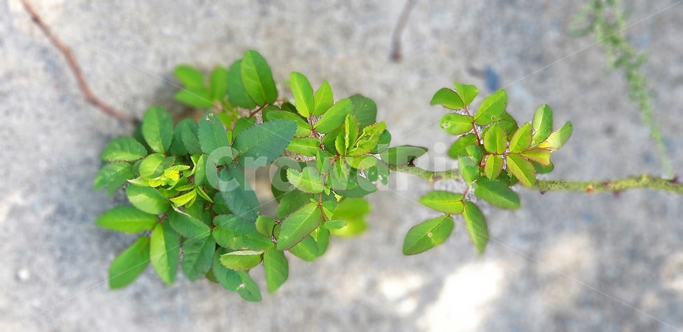 찔레,가시,식물,자연,그림자,식물,자연,plants,nature