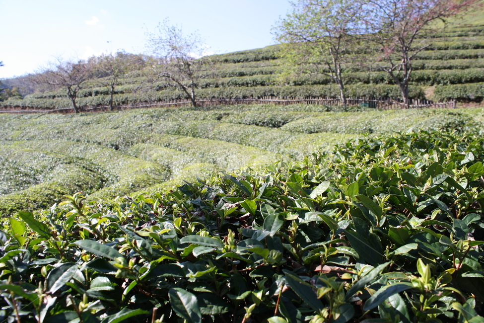 보성,녹차밭,보성녹차밭,자연풍경,산책,자연,풍경,nature,landscape,한국자연풍경,한국자연경관,korea nature landscape,산업,industry,industrial,농업,농사,agriculture,farming,farming industry,outdoors,옥외