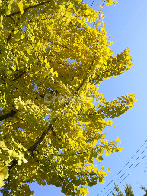 plant,식물,tree,나무,가을,은행나무,은행잎,노란색,나뭇가지,계절,autumn