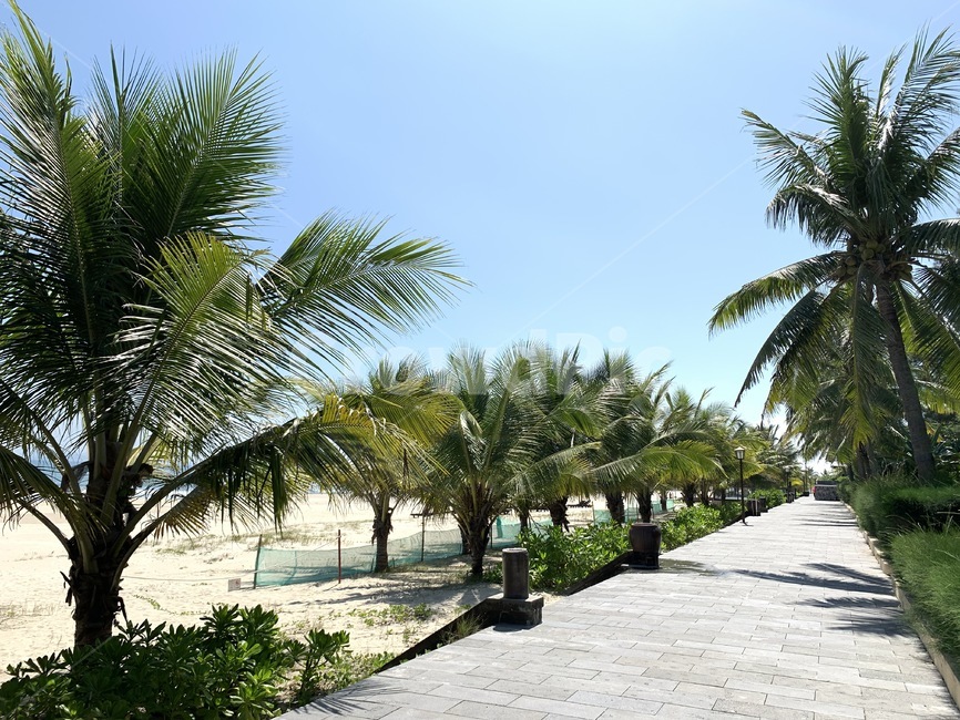 summer,여름,열대나무,동남아,휴가,피서,쨍쨍한,바다앞,여름,계절,summer,season,식물,자연,plants,nature,나무,trees,wood