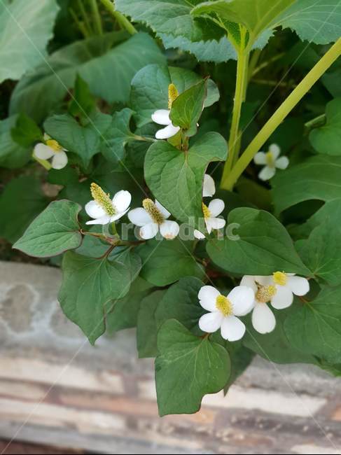 blossom,꽃,flower,plant,식물