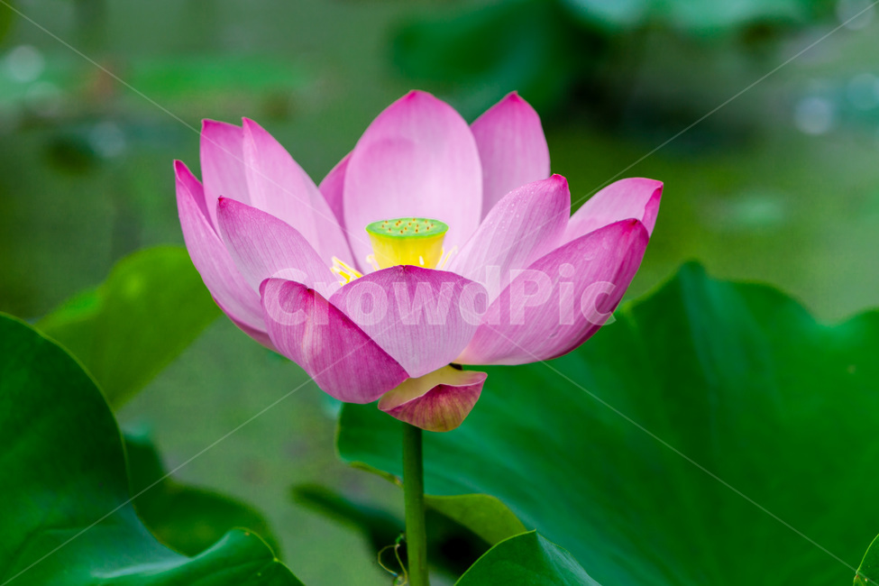 연꽃,연잎,습지,문양,무늬,자연,식물,자연,plants,nature,꽃,flower