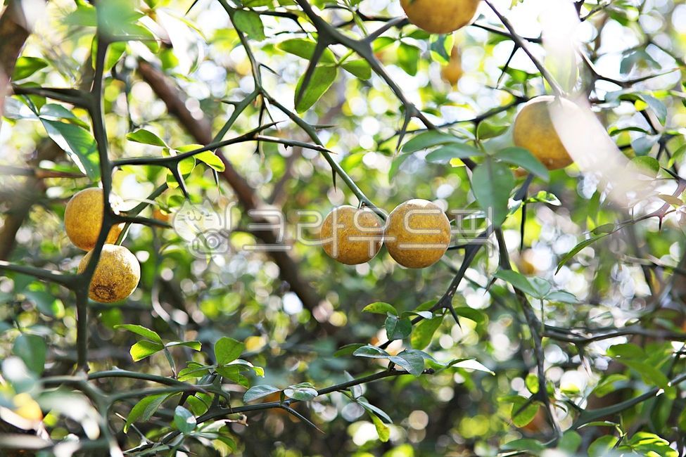 harvest,thorn,Fruit,fruit,yellow,food,harvesting,ingredients,autumn,Tangja,tangerine tree